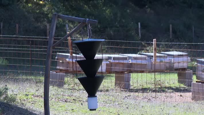 Arı alerjisini yendi, Uludağ’ın eteklerinde kestane balı üretiyor