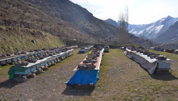 Arılar kış hazırlığında: Tatlı uyku başladı