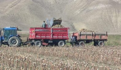 Aşkale’de şeker pancarı hasadı
