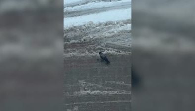 Karganın zeki ceviz kırma yöntemi şaşırttı