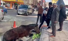 Bitkin düşen at vatandaşların yardımıyla kurtarıldı