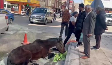 Bitkin düşen at vatandaşların yardımıyla kurtarıldı