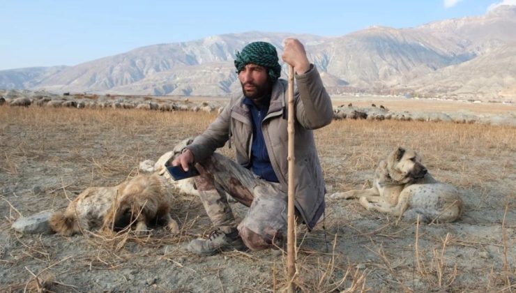 Çoban köpekleri: sürülerin sessiz kahramanları