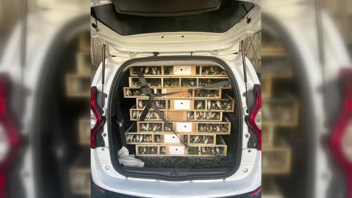 Kilis’te 6.500 saka kuşu kaçakçılığı engellendi
