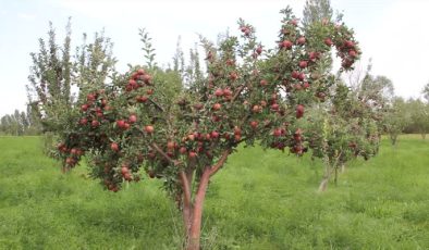 Dağ elmasında hasat başladı