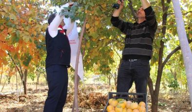 Denemek için ektiği cennet hurmasıyla geçimini sağlıyor