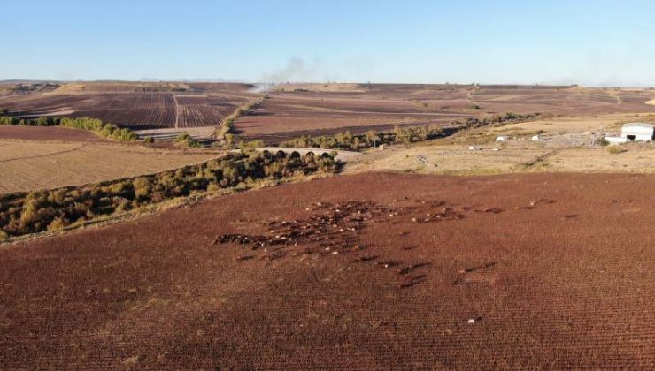 Dronu gören Kangal köpeğinin saldırı anı kamerada