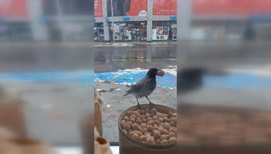 Karganın ceviz hırsızlığı kamerada
