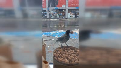 Karganın ceviz hırsızlığı kamerada