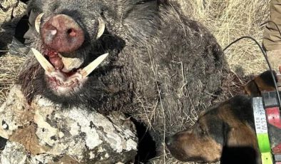 Elazığ’da yabancı avcılar 300 kiloluk domuz avladı