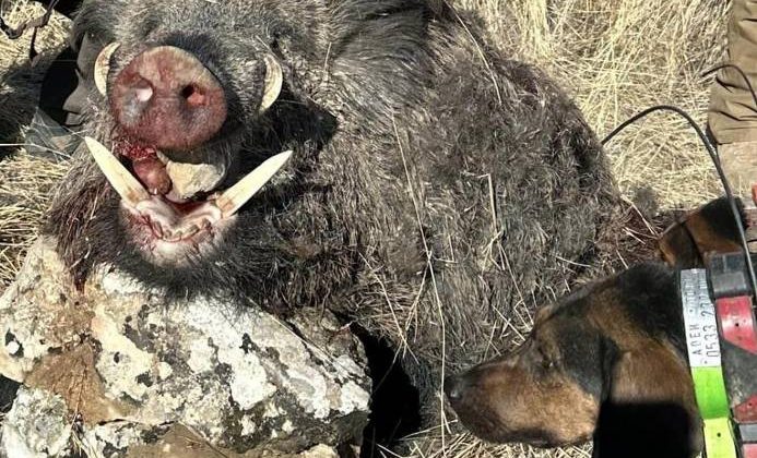 Elazığ’da yabancı avcılar 300 kiloluk domuz avladı
