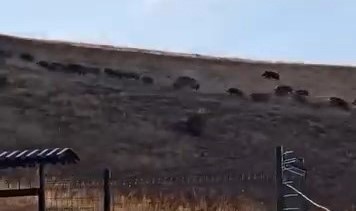 Elazığ’da yiyecek arayan domuz sürüsü görüntülendi