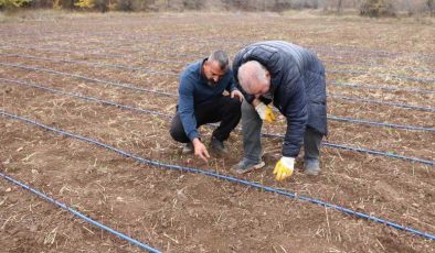Erzincan: Böğürtlen yetiştiriciliği hızla yayılıyor