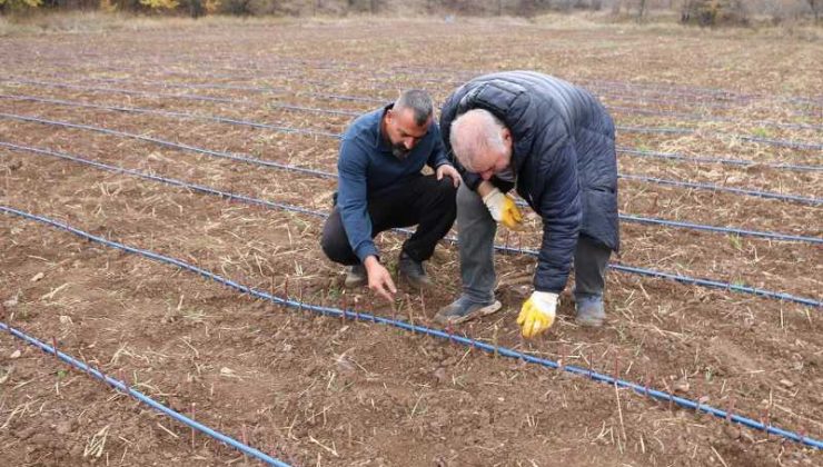 Erzincan: Böğürtlen yetiştiriciliği hızla yayılıyor