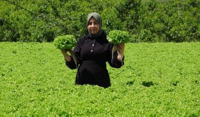 Erzincan’da kışlık marul hasadı başladı