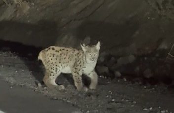 Erzincan’da nesli tükenme tehlikesindeki vaşak görüntülendi