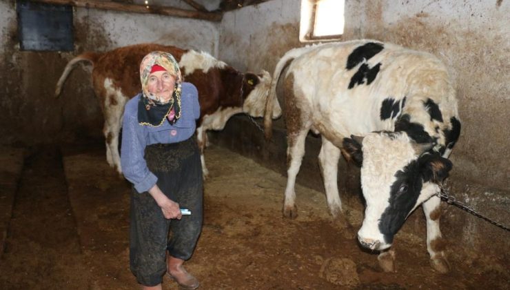 Erzincan’ın 79 yaşındaki Dilber ninesinden hayranlık uyandıran hayat mücadelesi