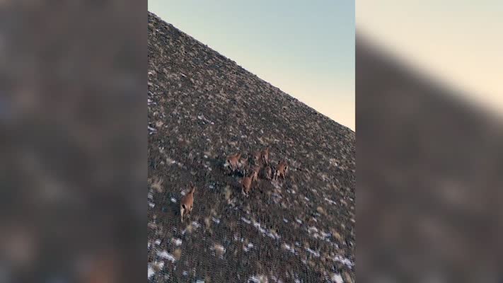 Munzur Dağları’nda yaban keçileri karlı zirvelerde görüntülendi
