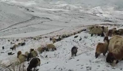 Faraşin Yaylası’nda kar yağışı etkili oldu