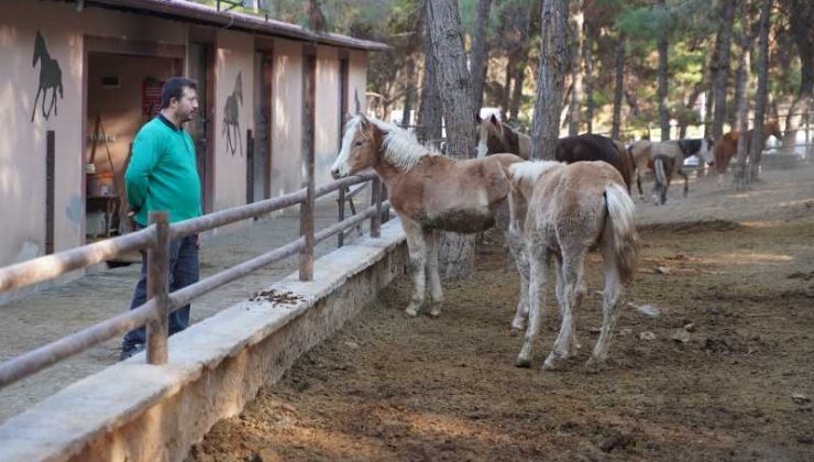 Gaziantep Doğal Yaşam Parkı’nda 10 ayda 1100 yavru doğdu