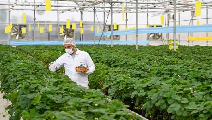 Gaziantep’te çöpten enerji, çilek serasına ısı oluyor