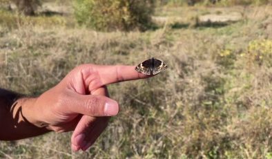 Dicle Vadisi’nde sonbaharın gözdesi: “Dicle Güzeli” kelebeği