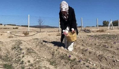 Kadın çiftçi stajyerken tanıştığı safranın üreticisi oldu