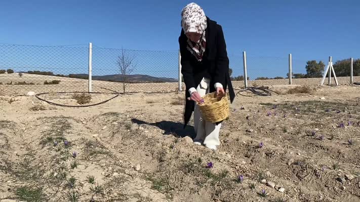 Kadın çiftçi stajyerken tanıştığı safranın üreticisi oldu