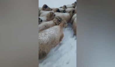 Tipi ve kar yağışında mahsur kalan çobanları muhtar kurtardı