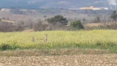 Karacalar doğada görüntülendi