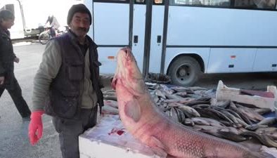 Karasu Nehri’nde 55 kilogram ağırlığında turna balığı yakalandı