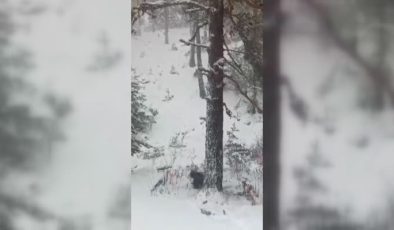 Karlı havada gezen ayı ve yavruları görüntülendi