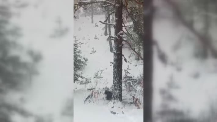 Karlı havada gezen ayı ve yavruları görüntülendi