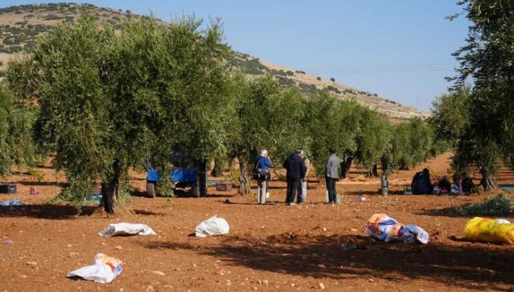 Kilis’te zeytin hasadı başladı