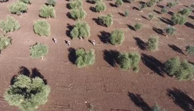 Kilis’te zeytin hırsızlığına karşı karadan ve havadan denetim