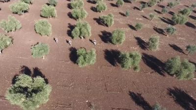 Kilis’te zeytin hırsızlığına karşı karadan ve havadan denetim