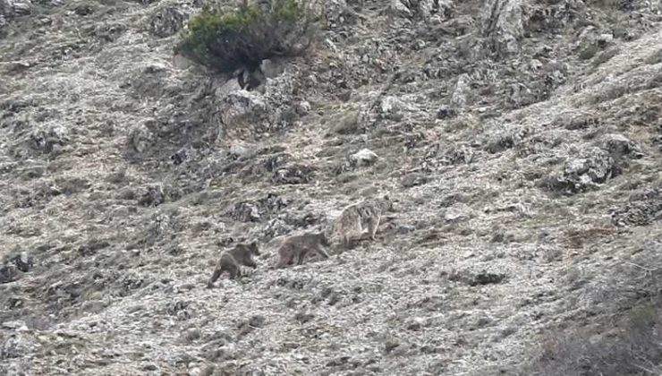 Kış uykusu öncesi doğada yavrularıyla gezinen ayı görüntülendi