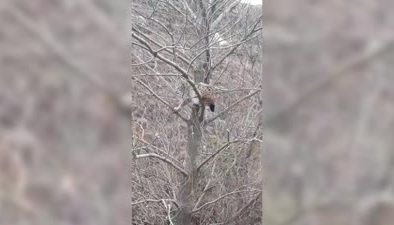 Köpeklerden kaçan vaşak ağaca tırmandı