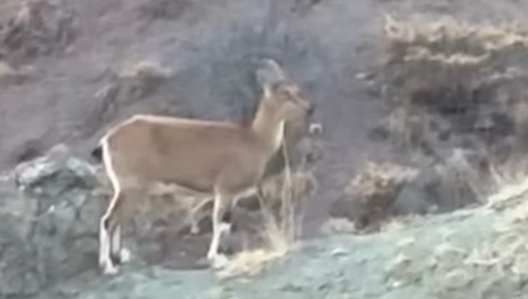 Koruma altındaki dağ keçileri Harput’ta görüntülendi