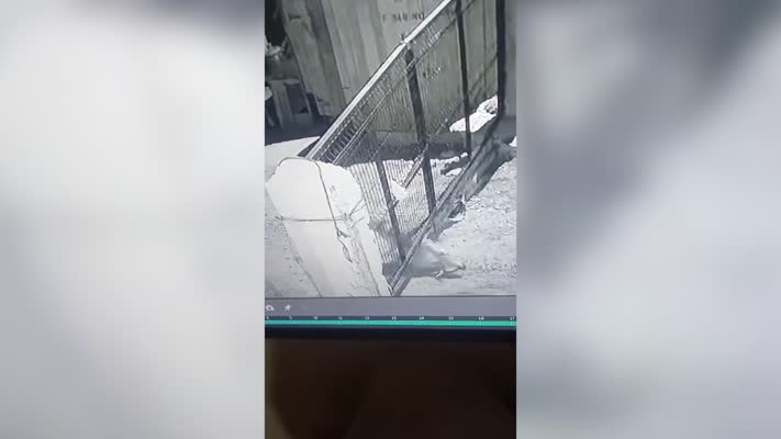 Kurt, bahçedeki kazı kapıp kaçtı