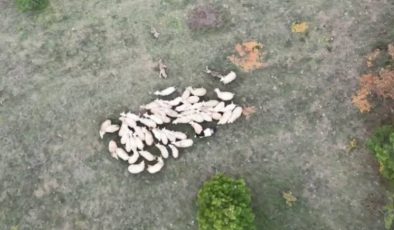 Kurtların koyun sürüsüne saldırısı dron ile anbean kaydedildi