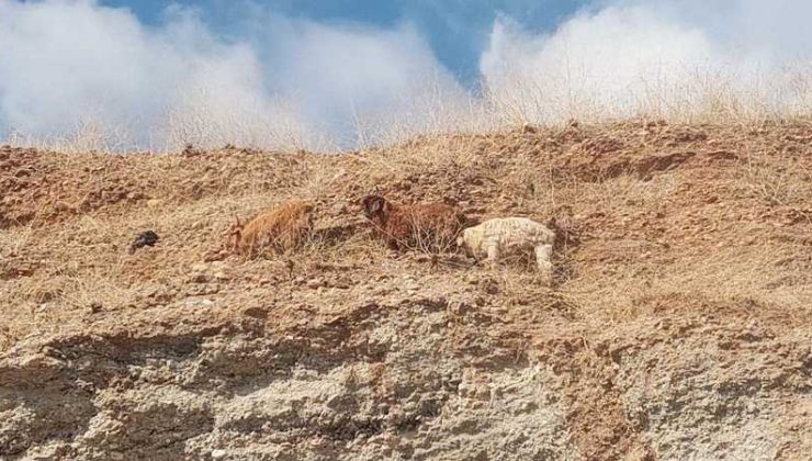 Mahsur kalan 3 keçi itfaiye ekiplerince kurtarıldı