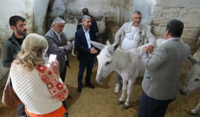Mardin’de çöp taşıyan eşeklere emeklilik yolu gözüktü