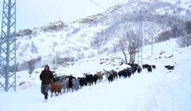 Muş’ta küçükbaşların karda 9 kilometrelik zorlu yolculuğu