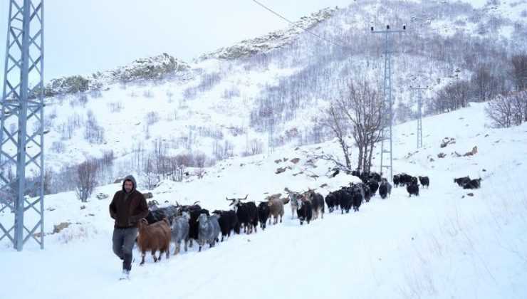 Muş’ta küçükbaşların karda 9 kilometrelik zorlu yolculuğu