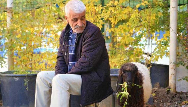 Muş’ta yürekleri ısıtan dostluk: Maşallah Aslan ve kuzusu Fulya