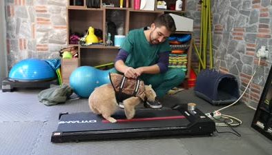 Obez kedi Ekmek, zayıflamak için arkadaşı Şiraz’ın yolunda ilerliyor