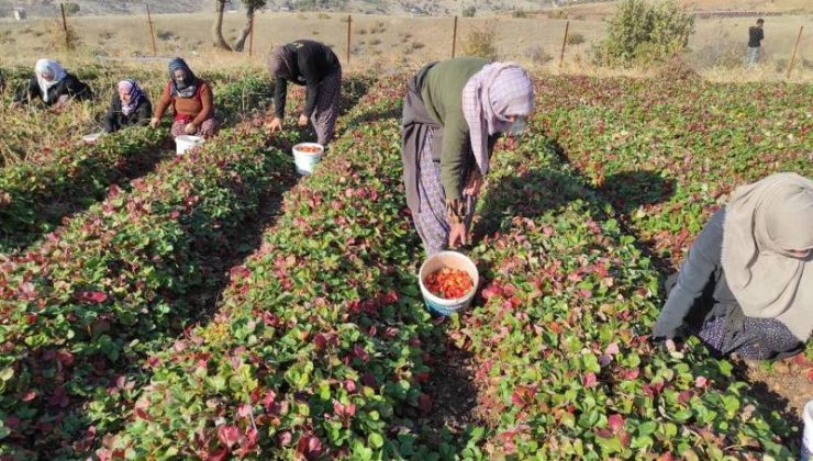 Organik Sason çileğinde yılın son hasadı başladı