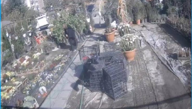 Şalının altına gizleyerek çiçek çaldı, kameraya yakalandı