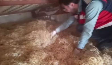 Silah kaçakçılığı operasyonunda 5 zanlı yakalandı